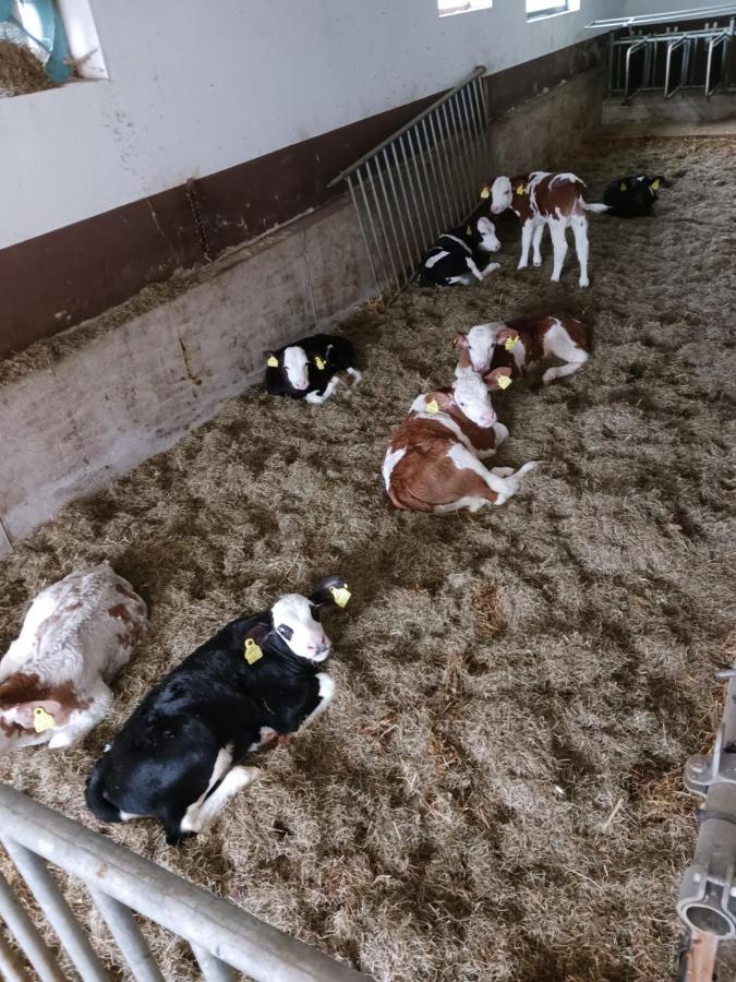 Ferienwohnung Eder هوشفيلزن المظهر الخارجي الصورة